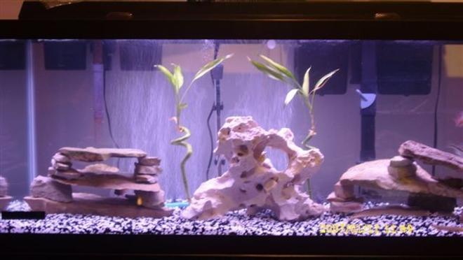 75 gallons freshwater fish tank (mostly fish and non-living decorations) - 75gal