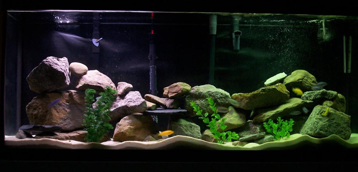 55 gallons freshwater fish tank (mostly fish and non-living decorations) - Mixed Mbuna Tank, Lots of filtration, Lots of Rock, Lots of water changes