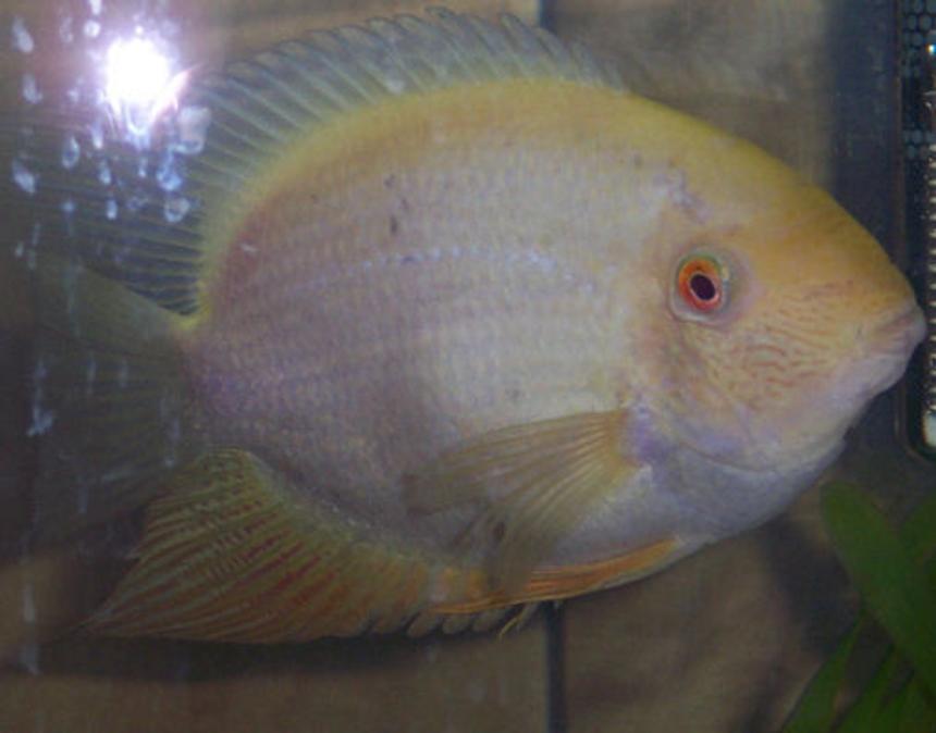 Rated #1696: Freshwater Fish - Heros Serverus - Gold Severum Stocking In 38 Gallons Tank - ol yeller my texas Cichlid