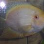 freshwater fish - heros serverus - gold severum stocking in 38 gallons tank - ol yeller my texas Cichlid