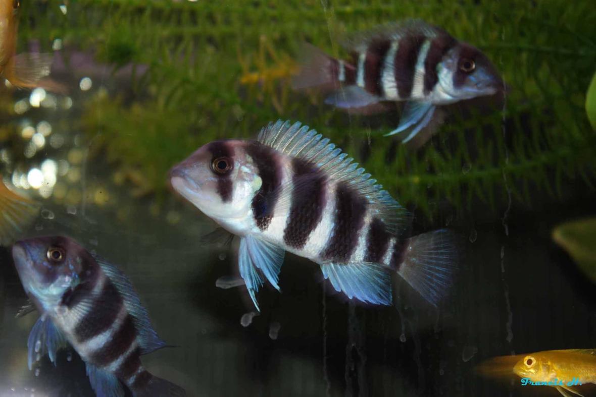 freshwater fish - cyphotilapia frontosa - frontosa cichlid stocking in 55 gallons tank - My dominant frontosa