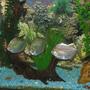 freshwater fish - metynnis argenteus - silver dollar stocking in 55 gallons tank - silver dollars hanging out