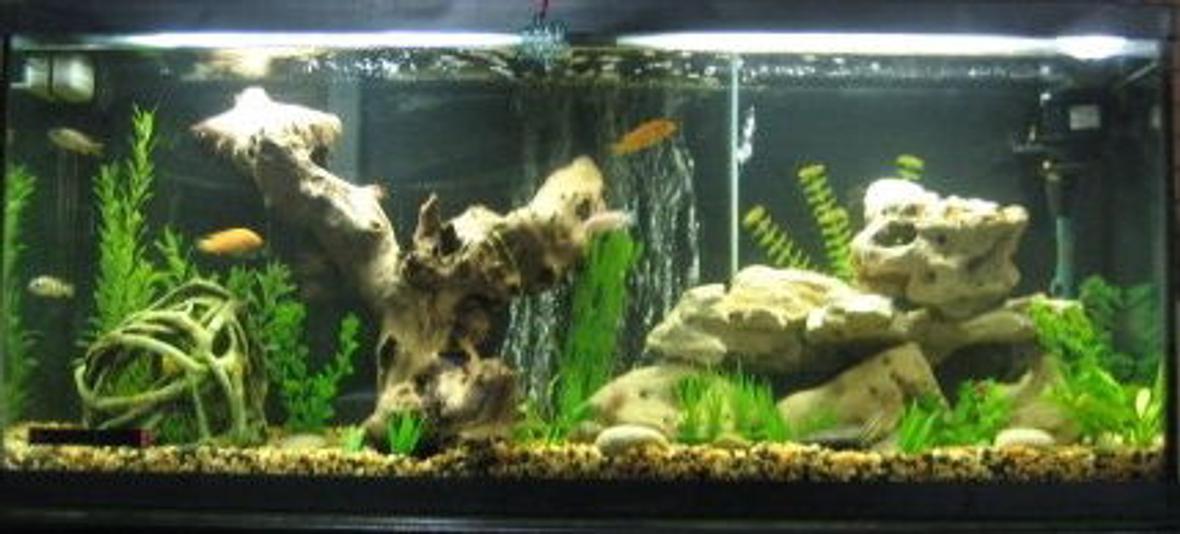 55 gallons freshwater fish tank (mostly fish and non-living decorations) - Our 55 Gal. Cichlid tank. Added petrified wood and some other rock formations. Also use a bubble wall, which the fish love.