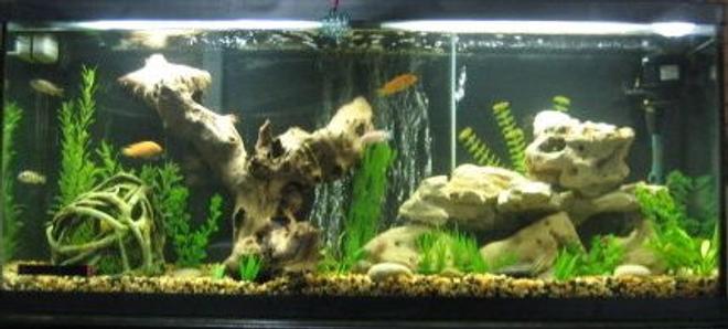 55 gallons freshwater fish tank (mostly fish and non-living decorations) - Our 55 Gal. Cichlid tank. Added petrified wood and some other rock formations. Also use a bubble wall, which the fish love.