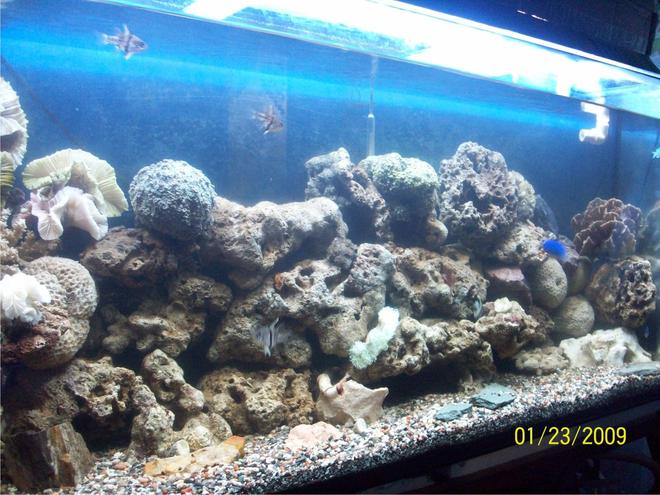 60 gallons freshwater fish tank (mostly fish and non-living decorations) - new set up tank