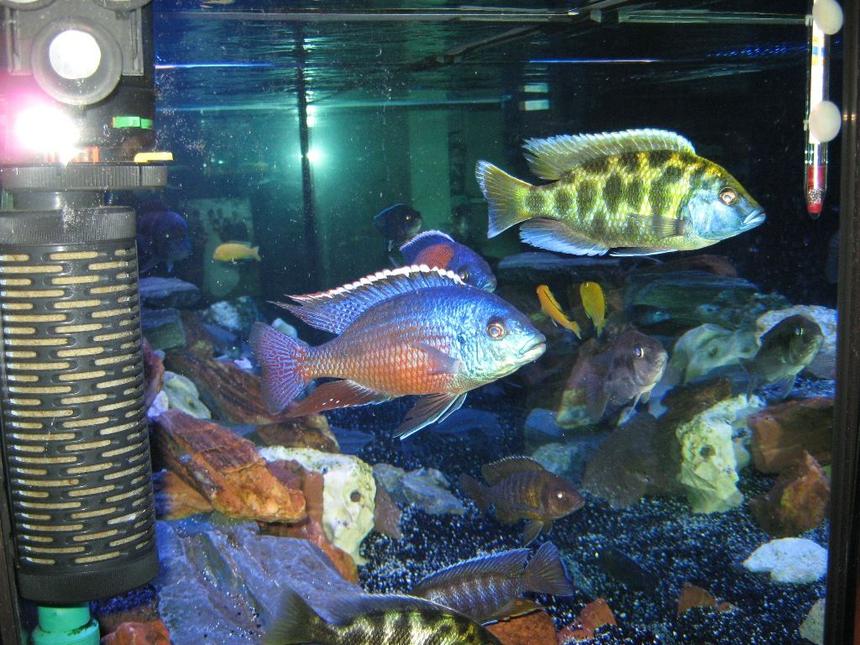 Rated #40: Freshwater Fish - Nimbochromis Venustus - Venustus Cichlid Stocking In 125 Gallons Tank - cichlids