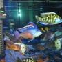 freshwater fish - nimbochromis venustus - venustus cichlid stocking in 125 gallons tank - cichlids