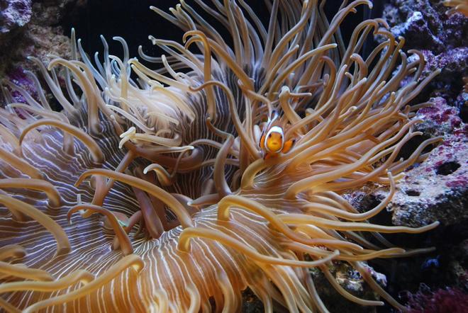 corals inverts - macrodactyla doreensis - long tentacle anemone stocking in 55 gallons tank - Long tentacle anemone