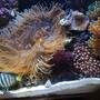 corals inverts - zoanthus sp. - colony polyp stocking in 55 gallons tank - Center