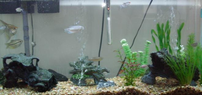 55 gallons freshwater fish tank (mostly fish and non-living decorations) - my first tank