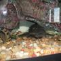 freshwater fish - glyptoperichthys gibbiceps - sailfin pleco (l-83) stocking in 55 gallons tank - One of my alge eaters, and a cory cat hiding in the small log on the left.