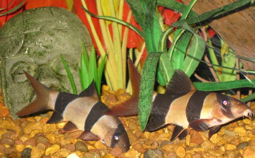 Rated #1257: Freshwater Fish - Botia Macracantha - Clown Loach Stocking In 65 Gallons Tank - Pair of Clown Loaches on patrol