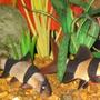 freshwater fish - botia macracantha - clown loach stocking in 65 gallons tank - Pair of Clown Loaches on patrol