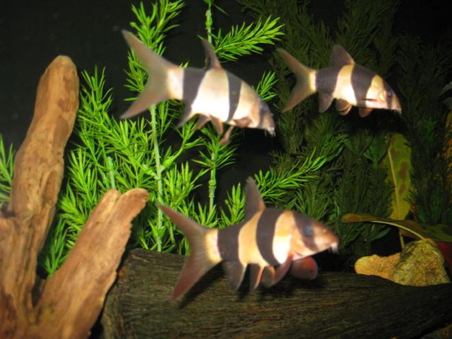 freshwater fish - botia macracantha - clown loach stocking in 65 gallons tank - Three clown loaches dance about the tank daily.
