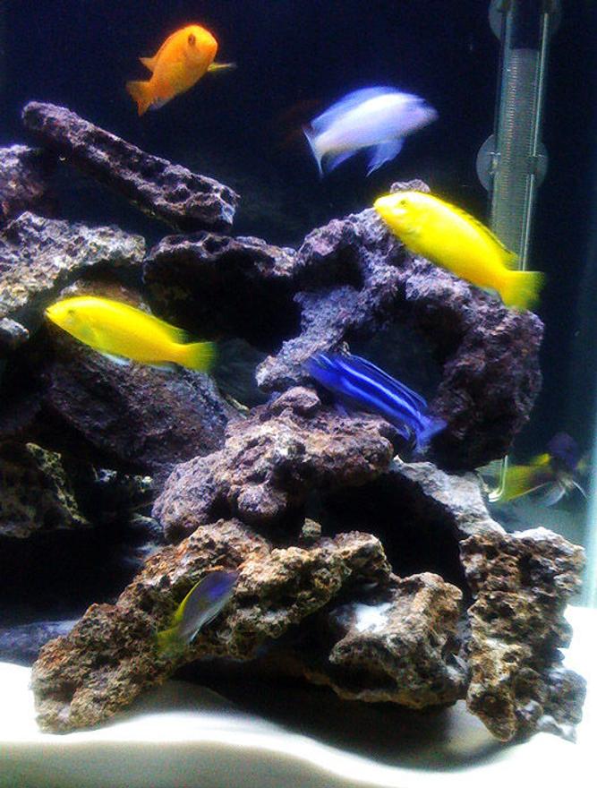 freshwater fish - pseudotropheus saulosi - saulos's mbuna stocking in 55 gallons tank - Malawi Lace Tank (the fish)
