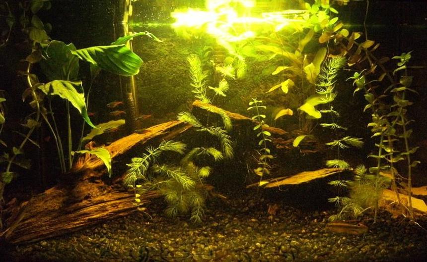 Rated #166: 20 Gallons Planted Tank - 20 gallon planted with aponogeton bulbs,red ludwigia,hornwort,moneywort and a brazilian sword..some driftwood, a slate cave...and moonlight.7 neons, 1 male and  1 female kribensis.