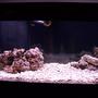 75 gallons saltwater fish tank (mostly fish, little/no live coral) - Just 6 weeks old