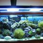 75 gallons reef tank (mostly live coral and fish) - my tank