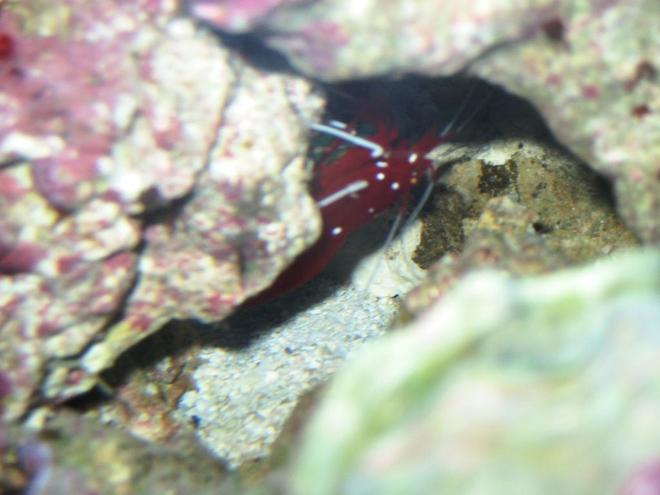 corals inverts - lysmata debelius - blood red fire shrimp stocking in 75 gallons tank - Red shrimp