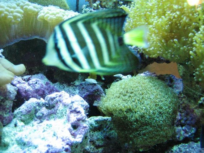 saltwater fish - zebrasoma veliferum - sailfin tang stocking in 75 gallons tank - Sailfin