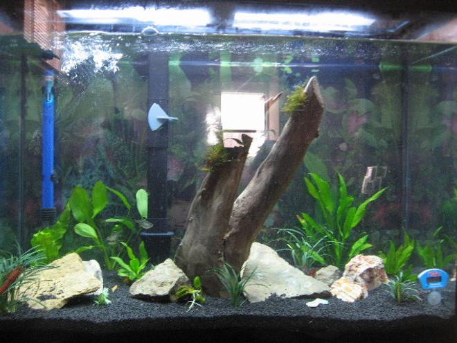40 gallons planted tank (mostly live plants and fish) - my tank