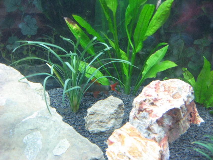 Rated #2048: Freshwater Fish - Epalzeorhynchos Frenatus - Rainbow Shark Stocking In 40 Gallons Tank - reno the rainbow shark