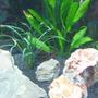 freshwater fish - epalzeorhynchos frenatus - rainbow shark stocking in 40 gallons tank - reno the rainbow shark