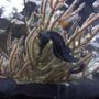saltwater fish - hippocampus erectus - black seahorse stocking in 30 gallons tank - This is my male horse, Colt hitched on to his favorite thing ever, the Gorgonian
