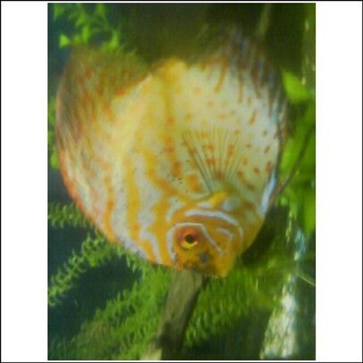 freshwater fish - symphysodon spp. - pigeon blood discus stocking in 125 gallons tank - My Dominant Discus Beautiful colors in person