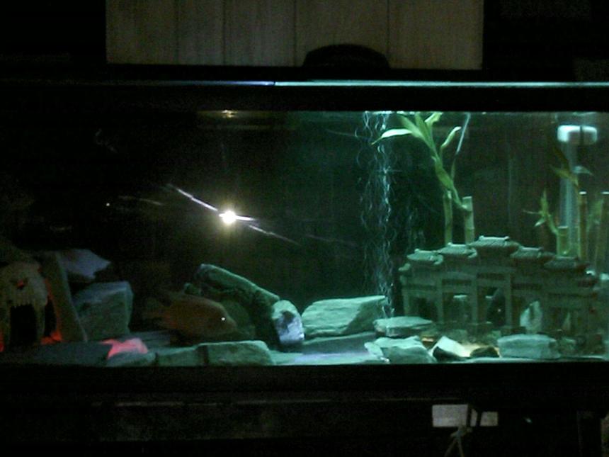 Rated #3197: 75 Gallons Freshwater Fish Tank - the jade empire,dealing with aquqriums should not just be a hobby,it should be an art.introducing the red devil,bifiscatium,managuense and jack dempsy.i've just added some new pics,so please check them out  and comment