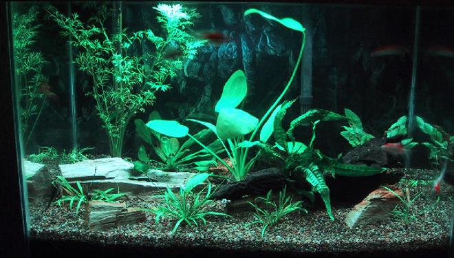 20 gallons planted tank (mostly live plants and fish) - 02-28-2009 - Updated picture with more plants and 6 goldfish being used to speed up cycling process.