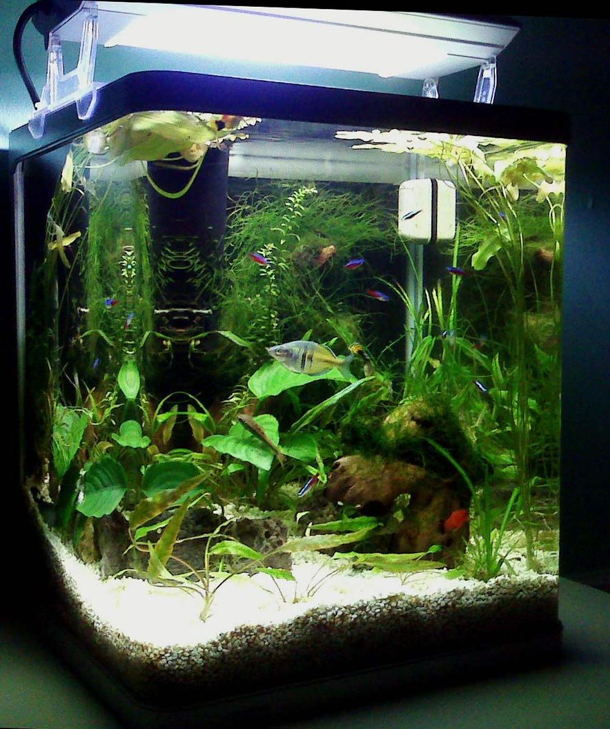 Rated #94: 15 Gallons Planted Tank - My tank.