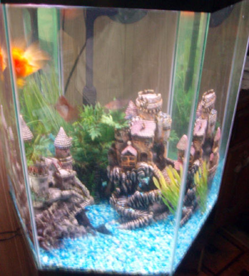 Rated #3940: 35 Gallons Freshwater Fish Tank - Hexagon Shape Tank