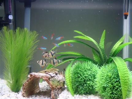 freshwater fish - puntius tetrazona - tiger barb stocking in 10 gallons tank - this is a full view of my fish tank. I have 8 Neon Tetra's, 7 Tiger Barbs and 2 Bristle Nosed Catfish.