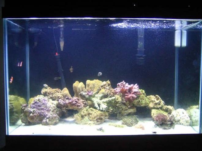 75 gallons reef tank (mostly live coral and fish) - 2 Months Watch Me Develop