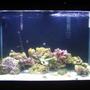 75 gallons reef tank (mostly live coral and fish) - 2 Months Watch Me Develop