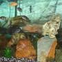 freshwater fish - neolamprologus sexfasciatus - gold sexfasciatus cichlid stocking in 53 gallons tank - My Mbuna Cichlids!!!