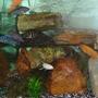 freshwater fish - pseudotropheus estherae - red zebra cichlid stocking in 53 gallons tank - My Cichlids! Gorgeous