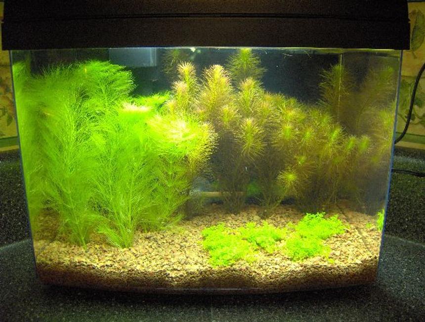 Rated #2046: Planted Tank - Three Gallon Upgraded Eclipse System