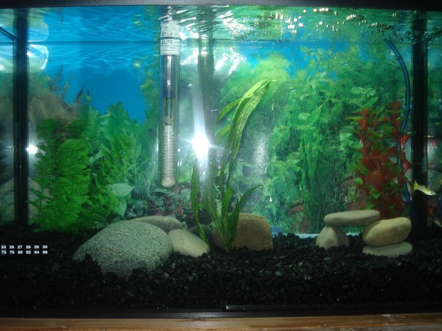 Rated #3604: 10 Gallons Freshwater Fish Tank - Another shot with flash.
