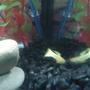 freshwater fish - poecilia reticulata - lemon cobra guppy stocking in 10 gallons tank - Guppy #2