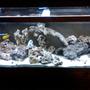 75 gallons saltwater fish tank (mostly fish, little/no live coral) - my tank