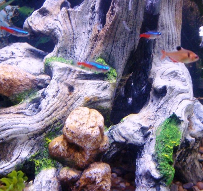 Rated #242: Freshwater Fish - Paracheirodon Innesi - Neon Tetra Jumbo Stocking In 55 Gallons Tank - some of my fish