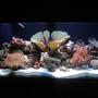 75 gallons reef tank (mostly live coral and fish) - 75 gallon reef tank with a little extra
