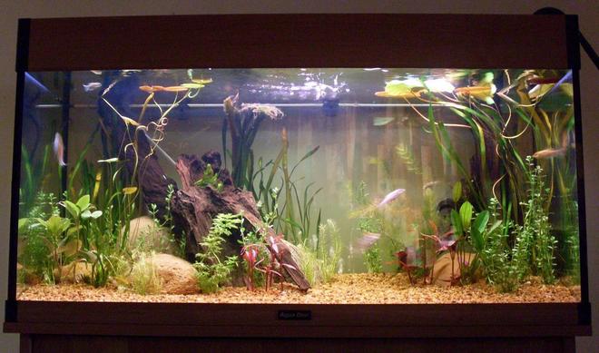 20 gallons planted tank (mostly live plants and fish) - The  New Tank
