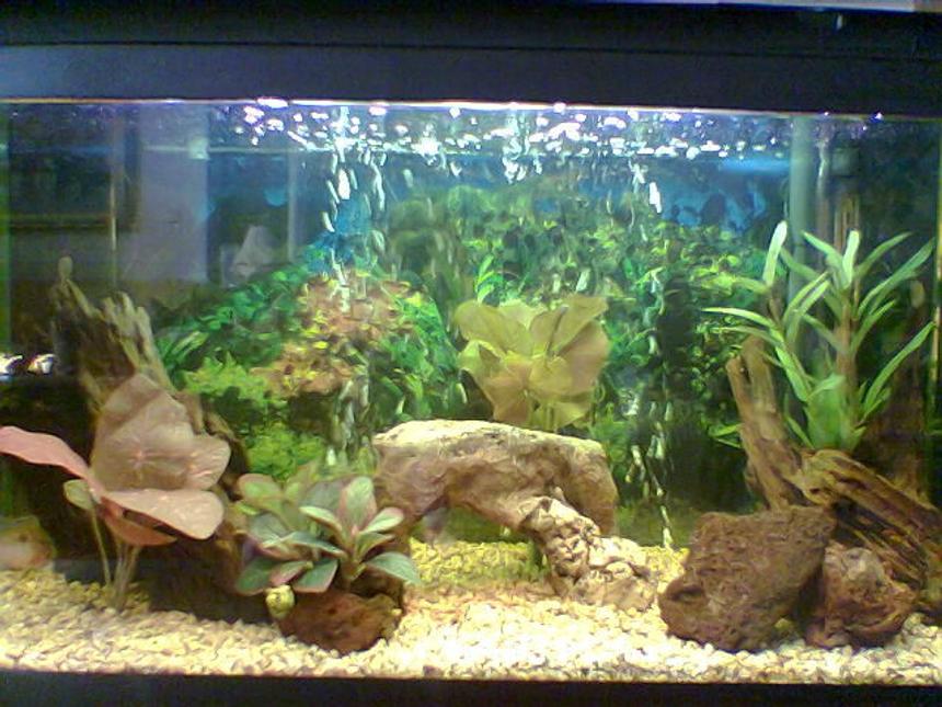 Rated #1651: 36 Gallons Freshwater Fish Tank - New-World Cichlid Tank

(Volume: 36 Gallons, Fish kept: 2 Thoricthys meeki, 1 Gliptopericthys Joselimaianus, Decor: Artificial Plantwork, Natural Driftwood and Lava Rocks)