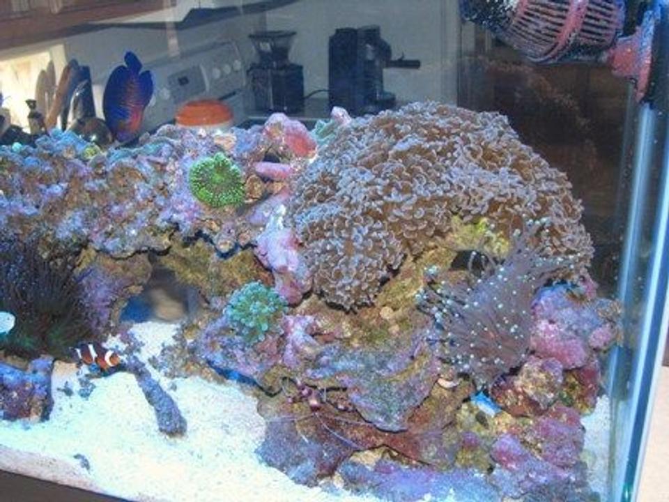 corals inverts - euphyllia ancora - hammer / anchor coral stocking in 55 gallons tank - My 55 Gallon with lots of life