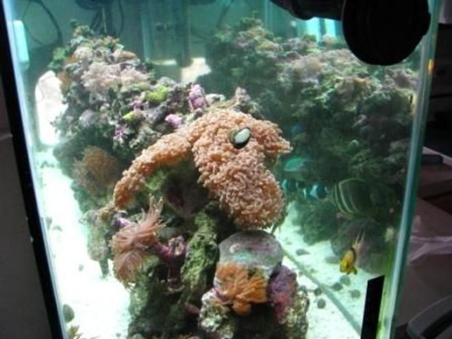 55 gallons reef tank (mostly live coral and fish) - The whole tank
