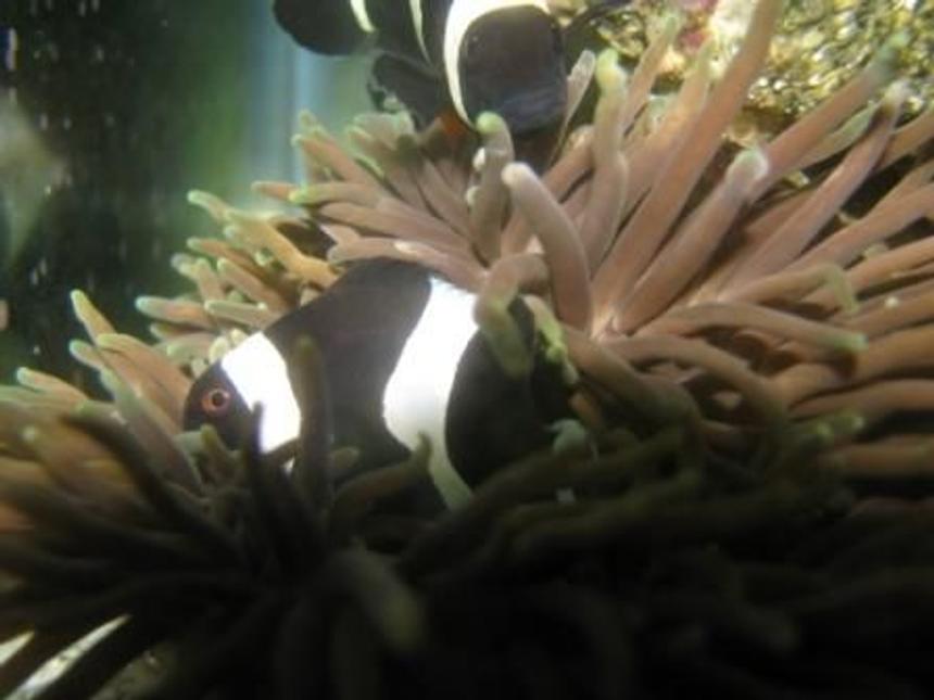 Rated #56: Saltwater Fish - Amphiprion Ocellaris Var. - Black And White Ocellaris Clownfish Stocking In 55 Gallons Tank - My clowns