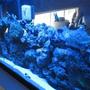 saltwater fish - chromis viridis - blue/green reef chromis stocking in 55 gallons tank - The tank at dawn